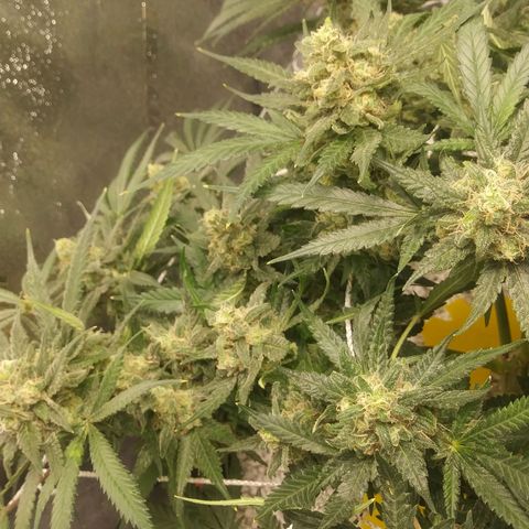 Green Cush growlog timeline photo