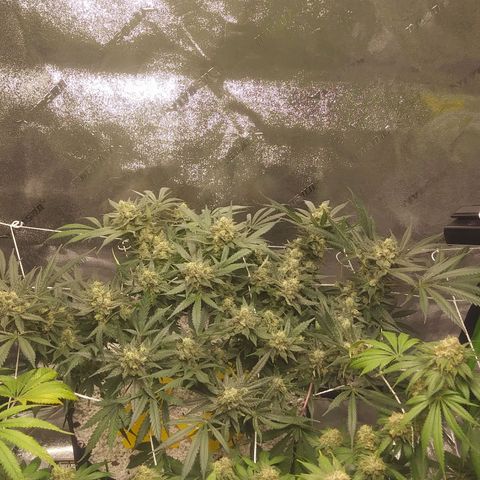 Green Cush growlog timeline photo