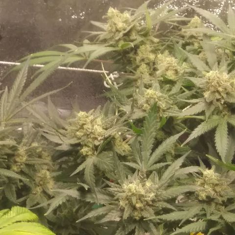 Green Cush growlog timeline photo