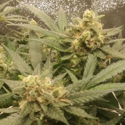 Green Cush growlog timeline photo