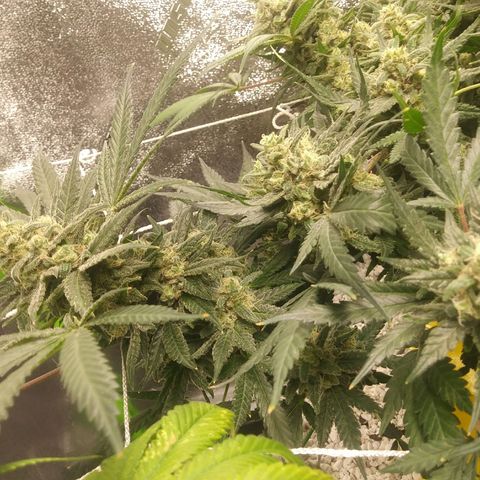 Green Cush growlog timeline photo