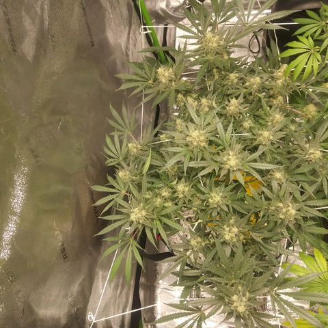 Green Cush growlog timeline photo