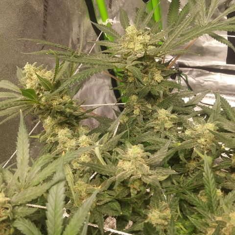 Green Cush growlog timeline photo