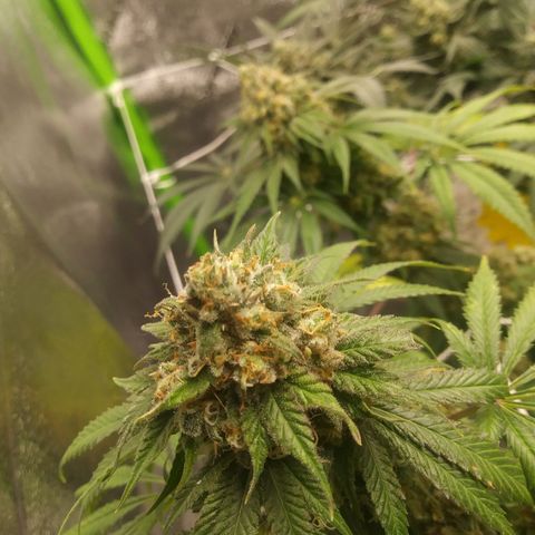 Pineapple Express growlog timeline photo