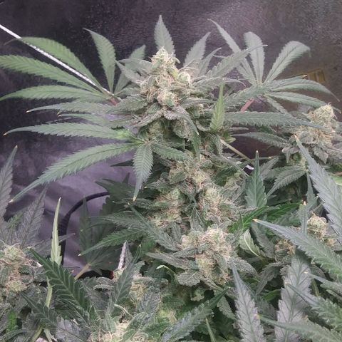 Green Cush growlog timeline photo