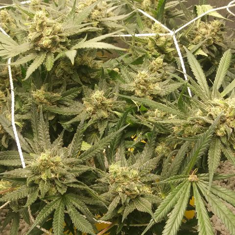 Green Cush growlog timeline photo