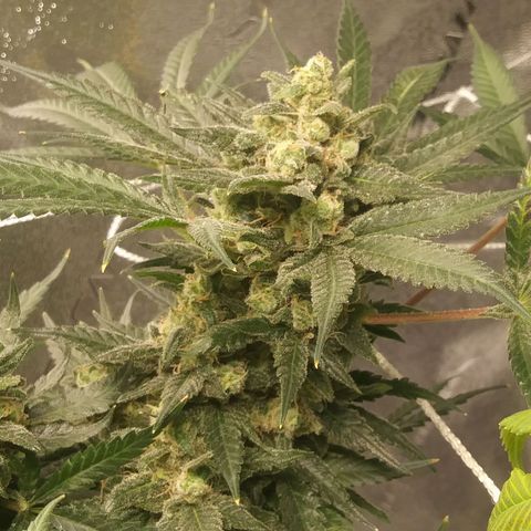 Green Cush growlog timeline photo
