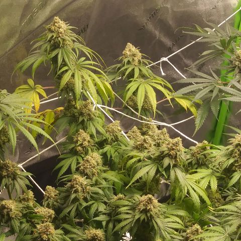 Pineapple Express growlog timeline photo
