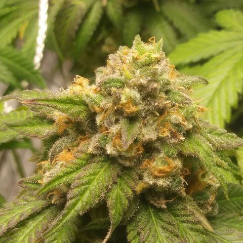 Pineapple Express growlog timeline photo