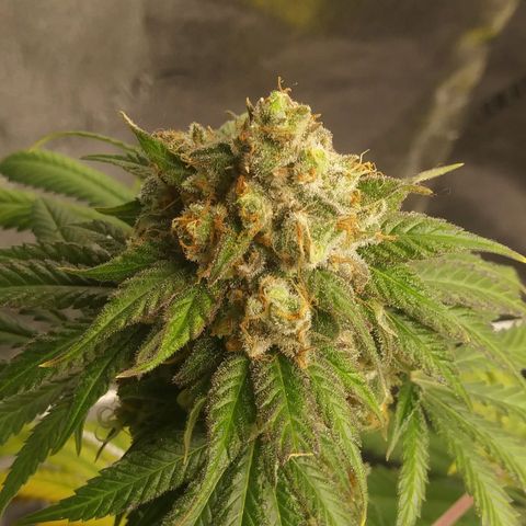 Pineapple Express growlog timeline photo
