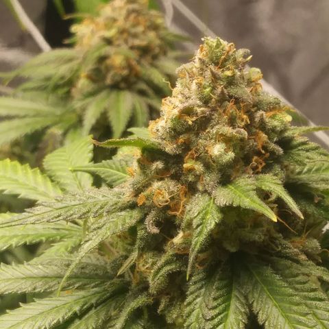 Pineapple Express growlog timeline photo