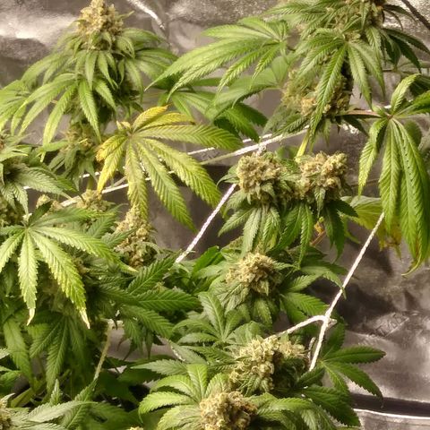 Pineapple Express growlog timeline photo