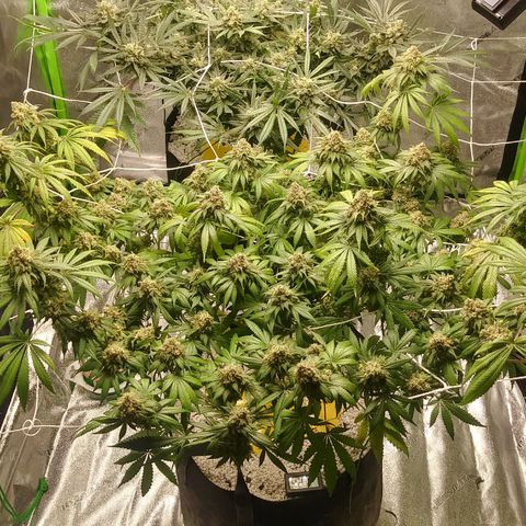 Pineapple Express growlog timeline photo