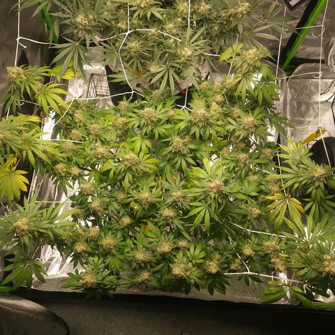 Pineapple Express growlog timeline photo