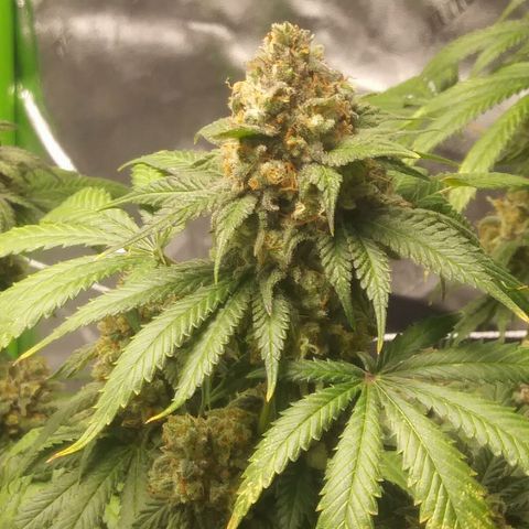 Pineapple Express growlog timeline photo