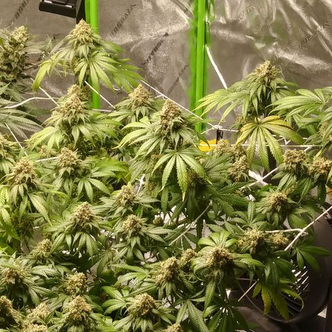 Pineapple Express growlog timeline photo
