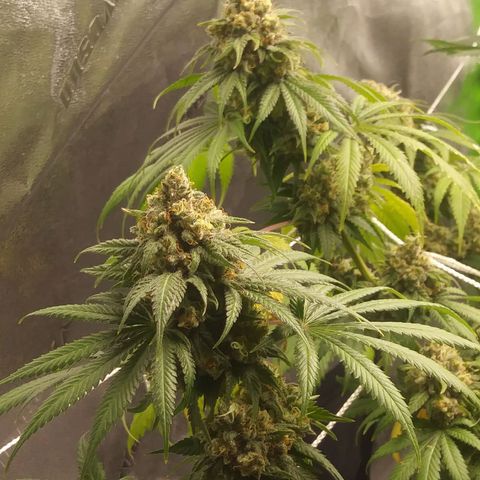 Pineapple Express growlog timeline photo