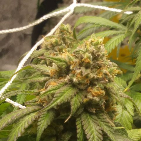 Pineapple Express growlog timeline photo