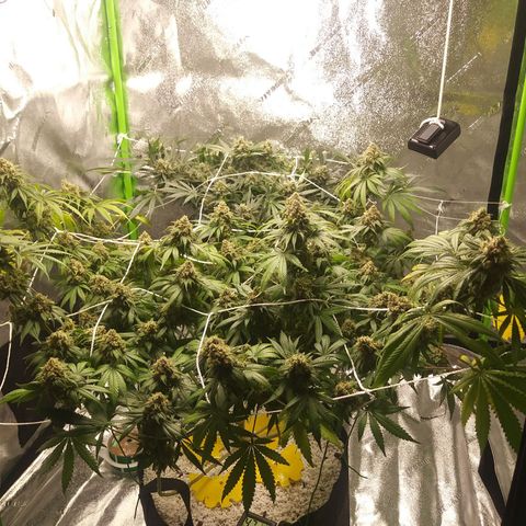 Pineapple Express growlog timeline photo