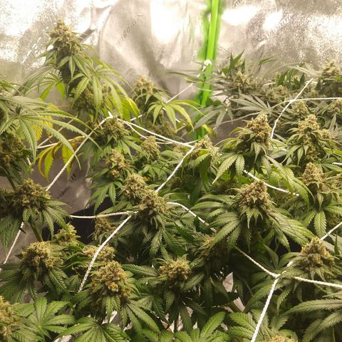 Pineapple Express growlog timeline photo