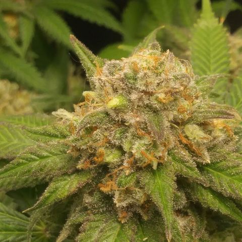Pineapple Express growlog timeline photo