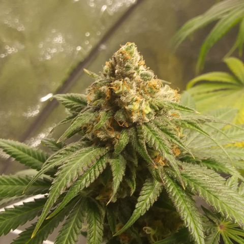 Pineapple Express growlog timeline photo