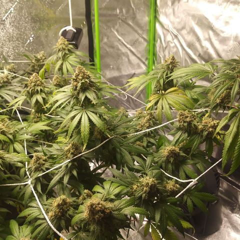 Pineapple Express growlog timeline photo