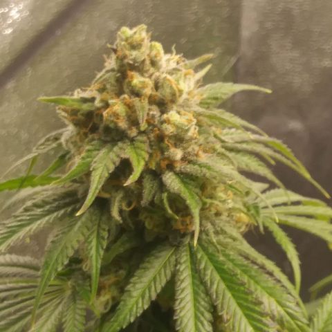 Pineapple Express growlog timeline photo