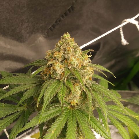 Pineapple Express growlog timeline photo