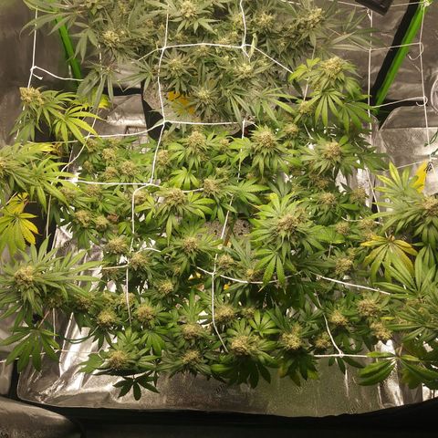 Pineapple Express growlog timeline photo