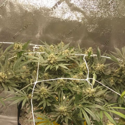Green Cush growlog timeline photo