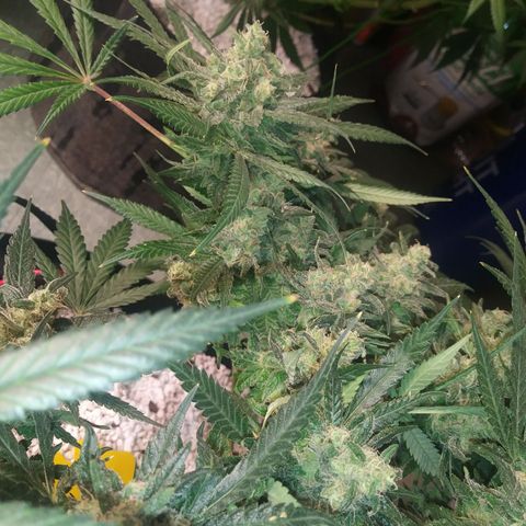 Green Cush growlog timeline photo