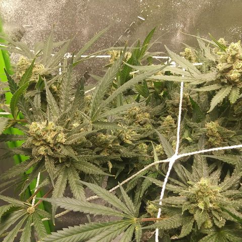 Green Cush growlog timeline photo