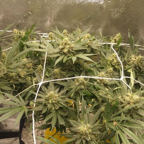 Green Cush growlog timeline photo