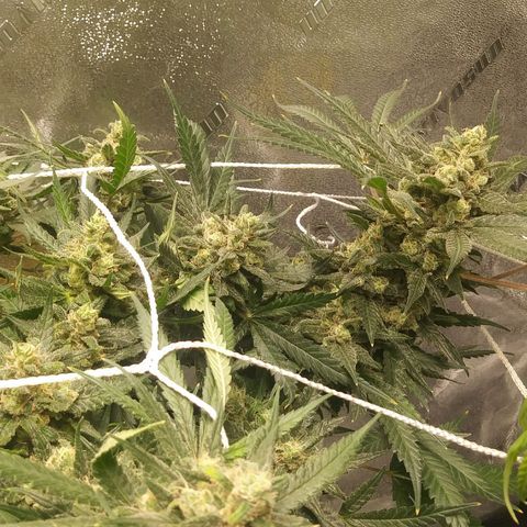 Green Cush growlog timeline photo
