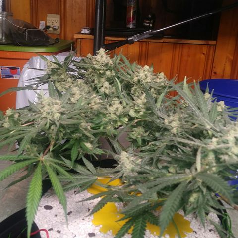 Green Cush growlog timeline photo
