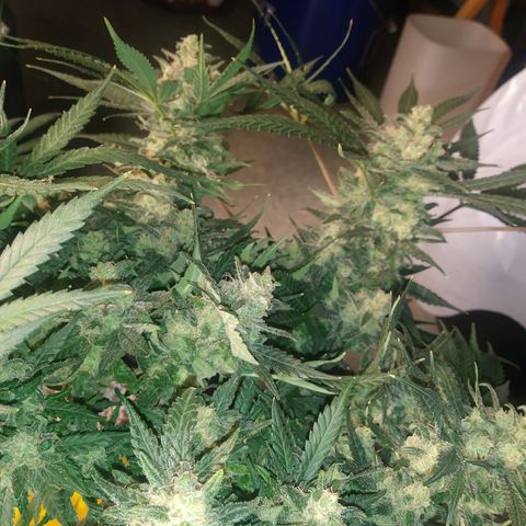 Green Cush growlog timeline photo