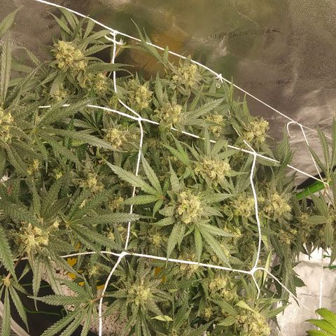 Green Cush growlog timeline photo