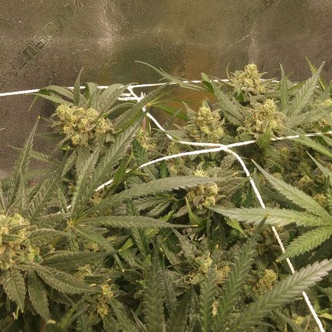 Green Cush growlog timeline photo