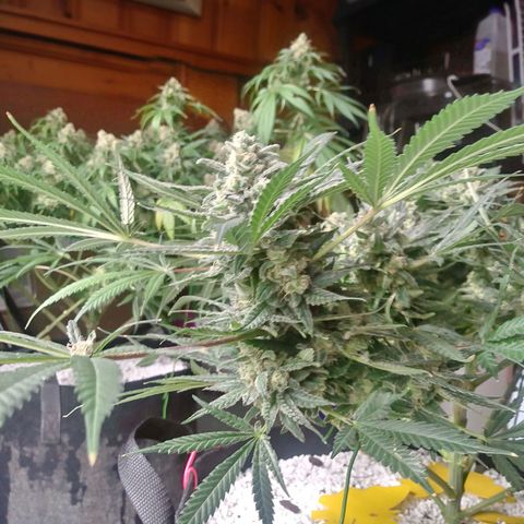 Green Cush growlog timeline photo
