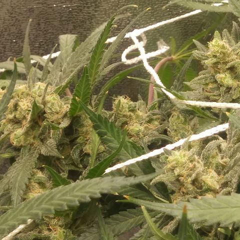 Green Cush growlog timeline photo