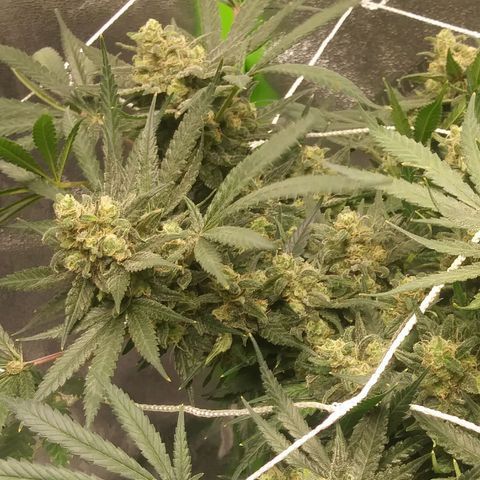 Green Cush growlog timeline photo
