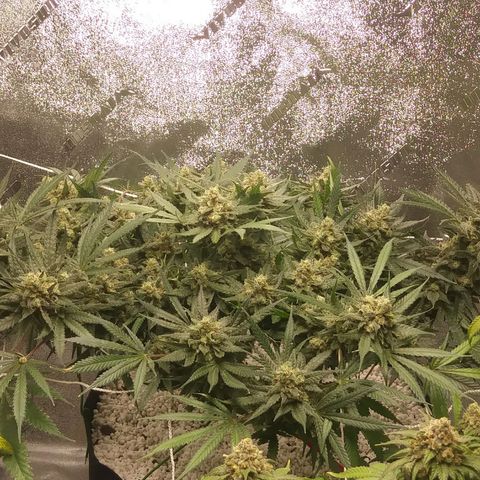 Green Cush growlog timeline photo