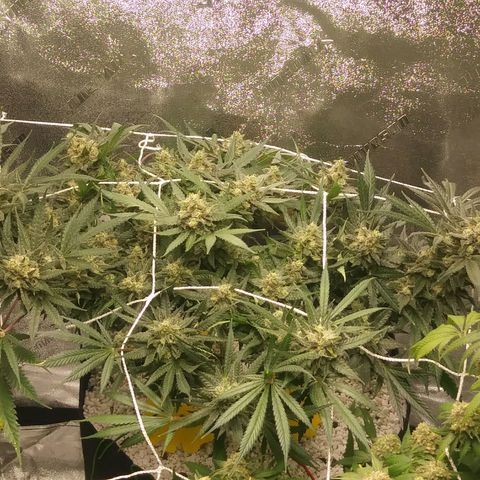 Green Cush growlog timeline photo