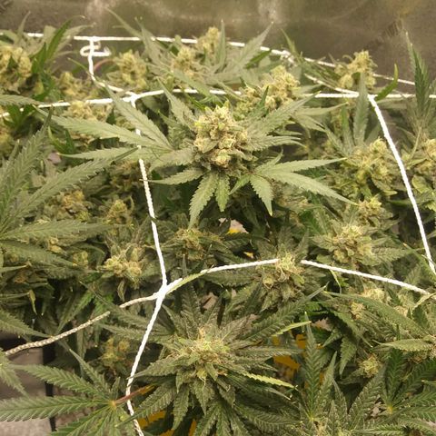 Green Cush growlog timeline photo