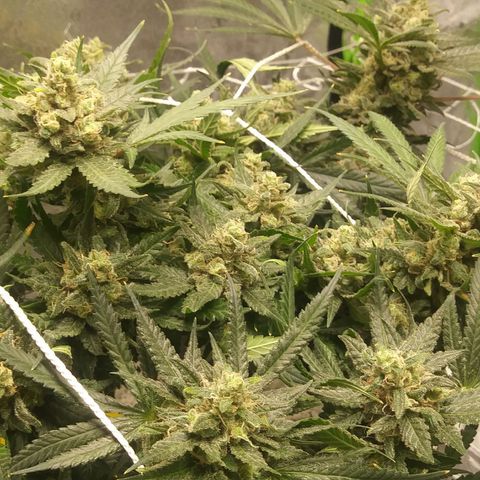 Green Cush growlog timeline photo