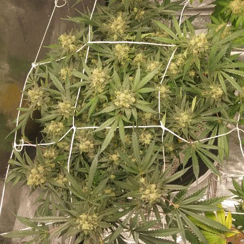 Green Cush growlog timeline photo