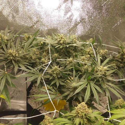 Green Cush growlog timeline photo