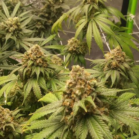Pineapple Express growlog timeline photo