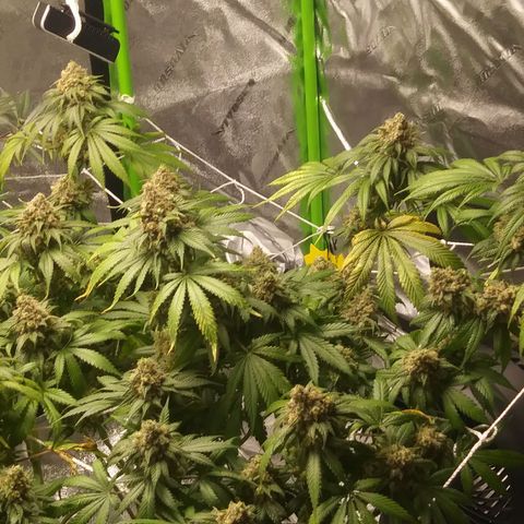 Pineapple Express growlog timeline photo